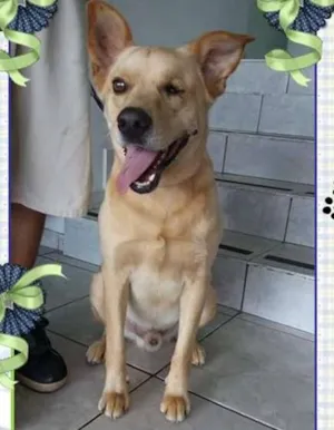 Cachorro raça SRD idade 3 anos nome Ziggy