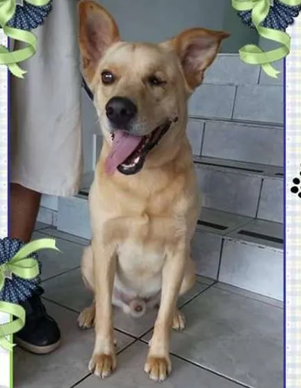 Cachorro ra a SRD idade 3 anos nome Ziggy