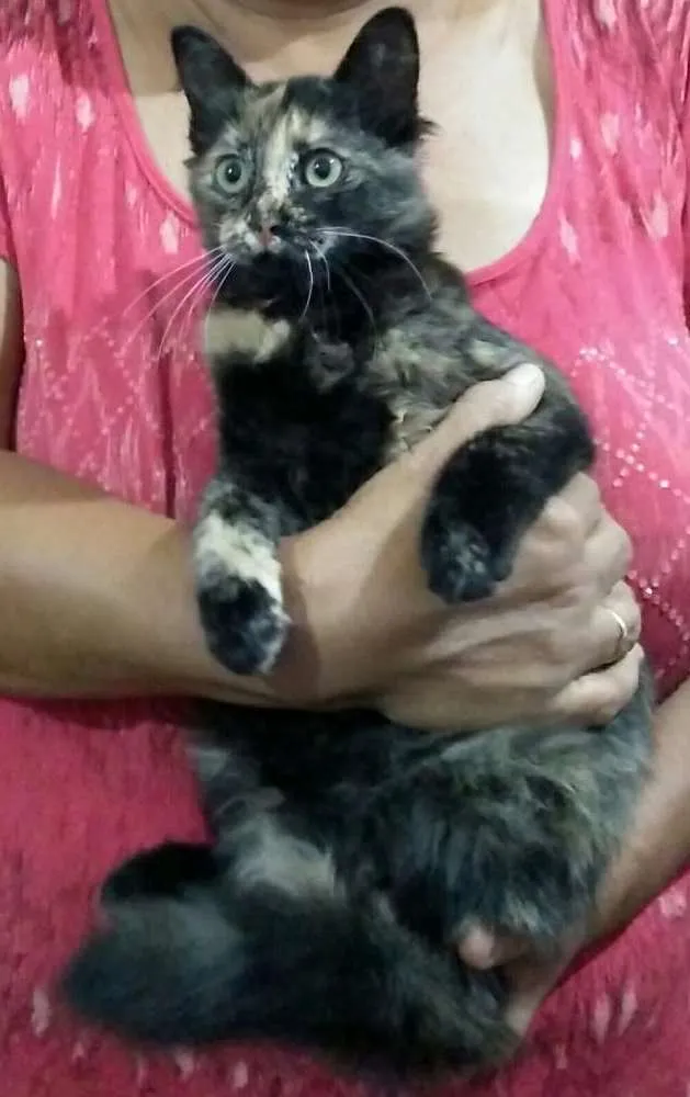 Gato ra a SRD  idade 2 a 6 meses nome Lili