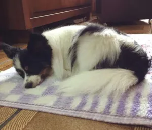 Cachorro raça papillon idade 2 anos nome Rick GRATIFICA