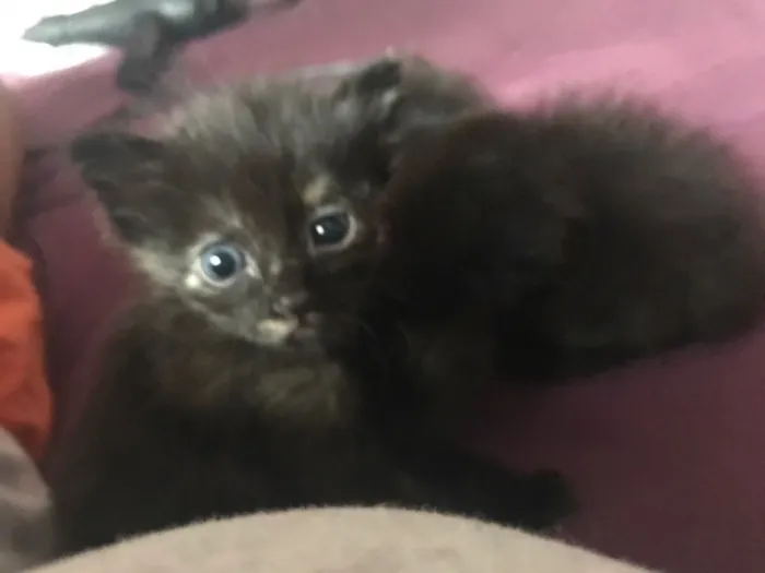 Gato ra a - idade Abaixo de 2 meses nome Sem nomes 