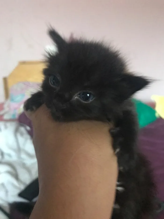 Gato ra a - idade Abaixo de 2 meses nome Sem nomes 