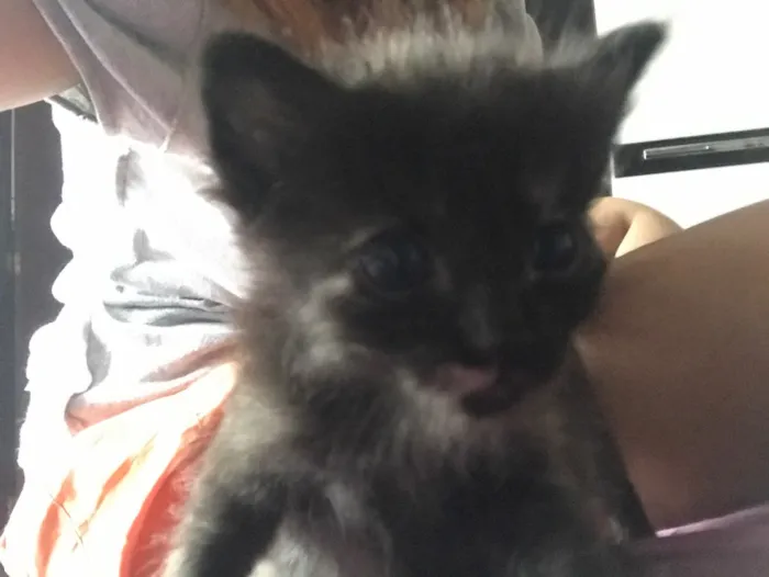 Gato ra a - idade Abaixo de 2 meses nome Sem nomes 