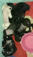 Bebês