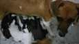 Bebês