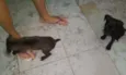 Bebês