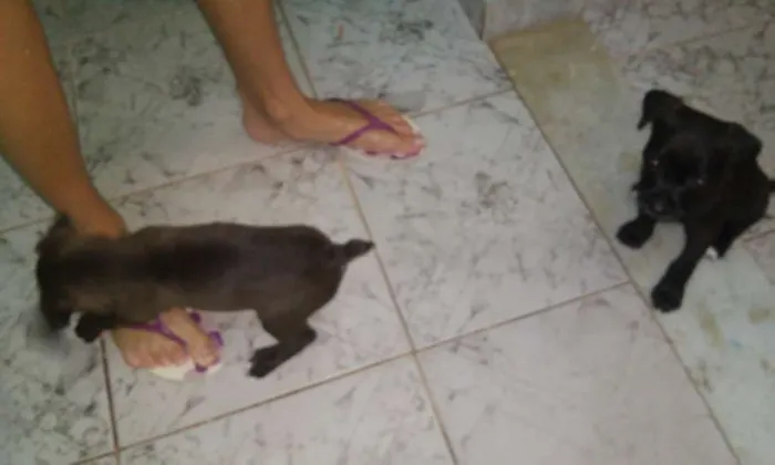 Cachorro raça SRD idade Abaixo de 2 meses nome Bebês