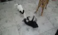 Bebês