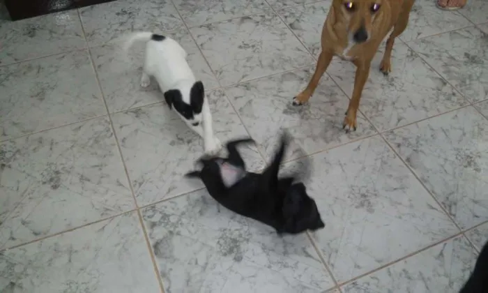 Cachorro raça SRD idade Abaixo de 2 meses nome Bebês