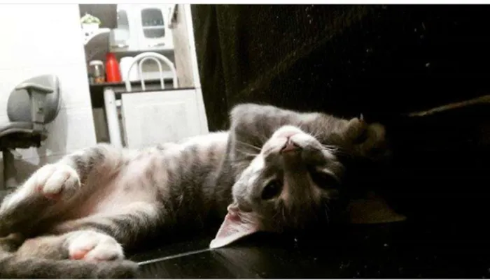 Gato raça Vira-lata idade  nome Alicia