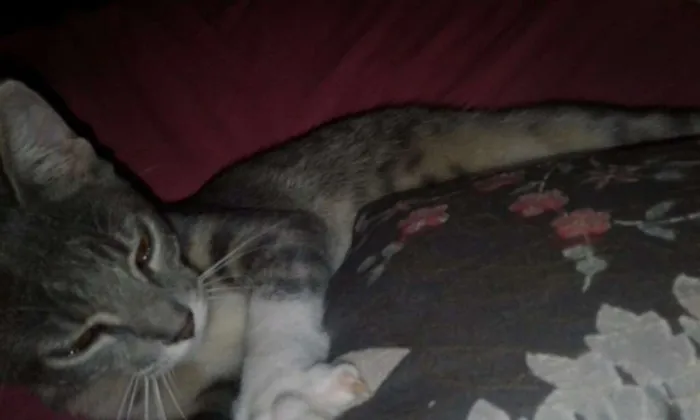 Gato raça Vira-lata idade  nome Alicia