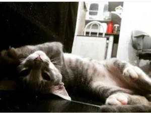 Gato raça Vira-lata idade  nome Alicia