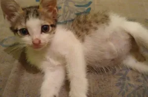 Gato raça RSD idade 2 a 6 meses nome Rajada e Branquinho