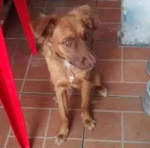 Cachorro raça Vira-Lata idade 7 a 11 meses nome Melissa