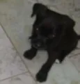 Bebês