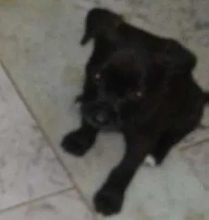 Cachorro raça SRD idade Abaixo de 2 meses nome Bebês