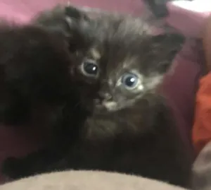 Gato raça - idade Abaixo de 2 meses nome Sem nomes 