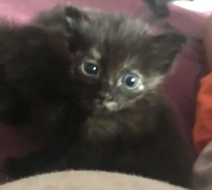 Gato ra a - idade Abaixo de 2 meses nome Sem nomes 