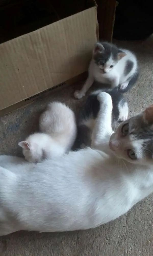 Gato raça RND idade Abaixo de 2 meses nome Não defibido