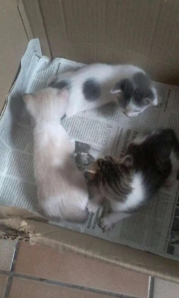 Gato raça RND idade Abaixo de 2 meses nome Não defibido