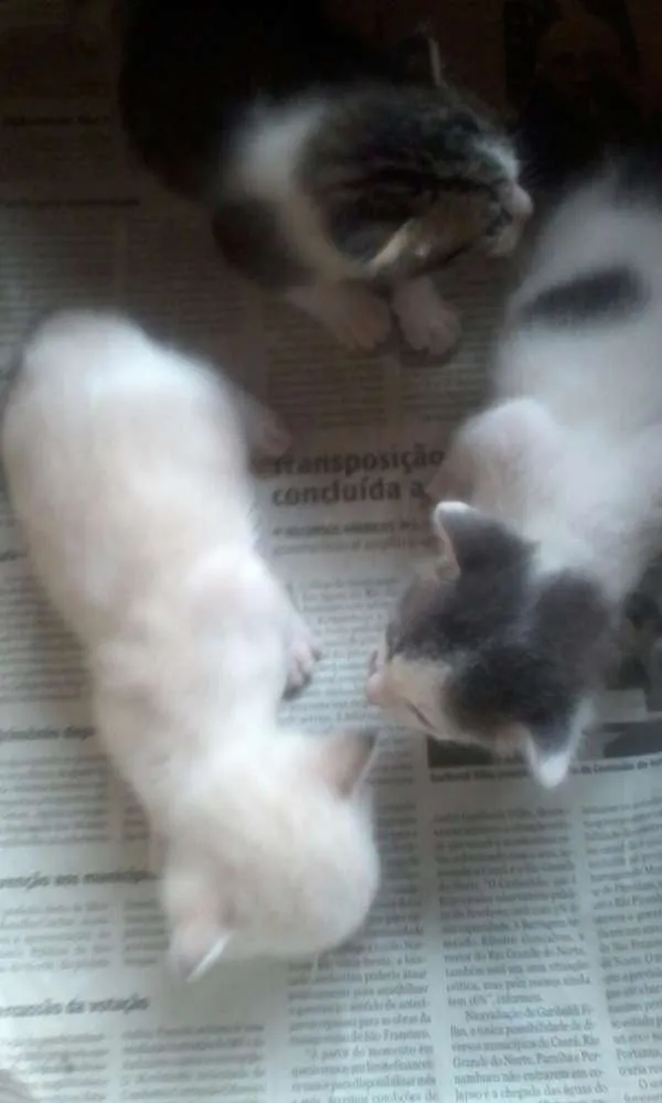 Gato raça RND idade Abaixo de 2 meses nome Não defibido