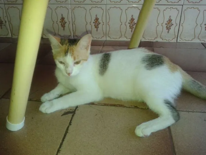 Gato raça RND idade 2 a 6 meses nome Nâo definido