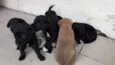 Bebês 