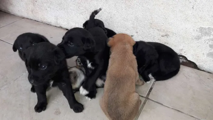 Cachorro ra a Mestiços Border Collie idade Abaixo de 2 meses nome Bebês 