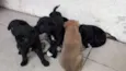 Bebês