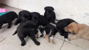 Cachorro raça Mestiços Border Collie idade Abaixo de 2 meses nome Bebês 