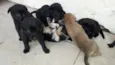 Bebês 