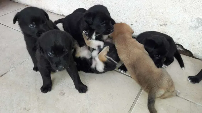 Cachorro ra a Mestiços Border Collie idade Abaixo de 2 meses nome Bebês 