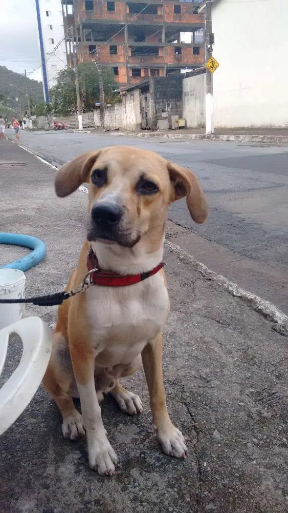 Cachorro ra a Sem Raça Definida idade 7 a 11 meses nome Bethoven