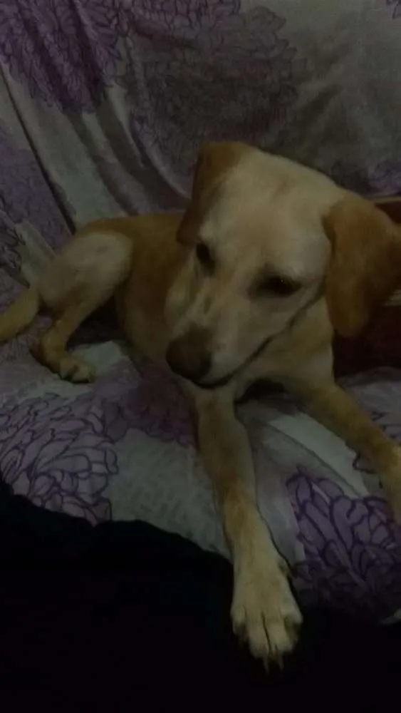Cachorro ra a Srd idade 7 a 11 meses nome Sunny