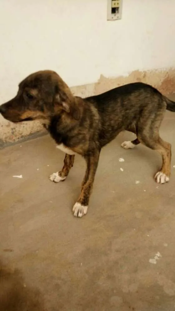 Cachorro raça Vira-lata idade 2 a 6 meses nome Rajado 