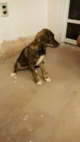 Rajado 