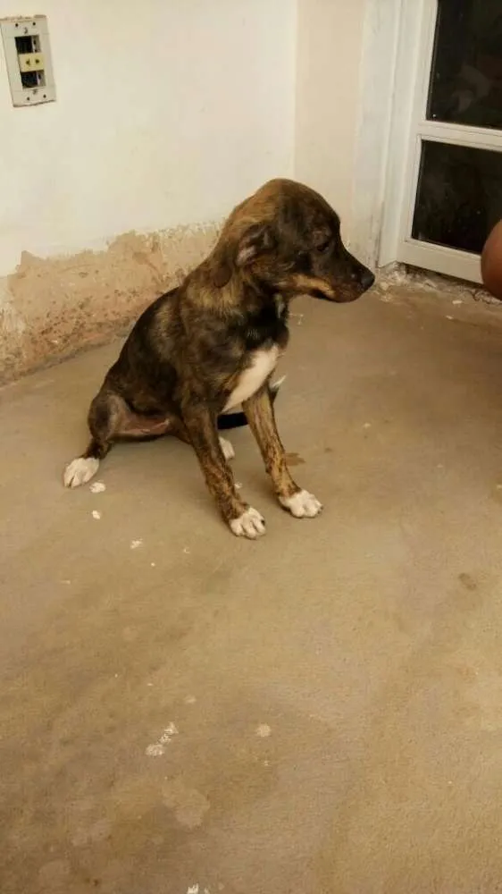 Cachorro raça Vira-lata idade 2 a 6 meses nome Rajado 
