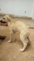 Amarelo