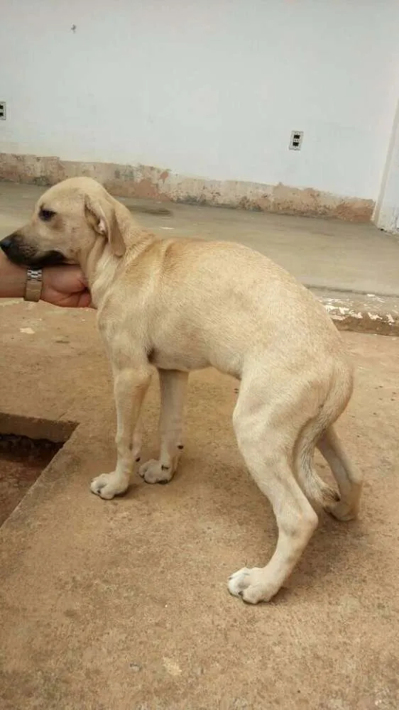 Cachorro raça Vira-lata idade 2 a 6 meses nome Amarelo