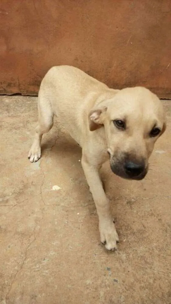 Cachorro raça Vira-lata idade 2 a 6 meses nome Amarelo