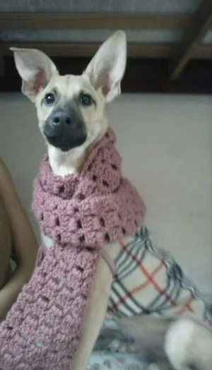 Cachorro raça Indefinida idade 1 ano nome Toby