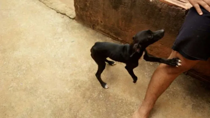 Cachorro raça Vira-lata idade 2 a 6 meses nome Pisquila