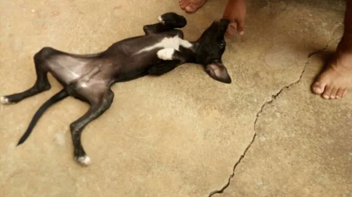Cachorro raça Vira-lata idade 2 a 6 meses nome Pisquila