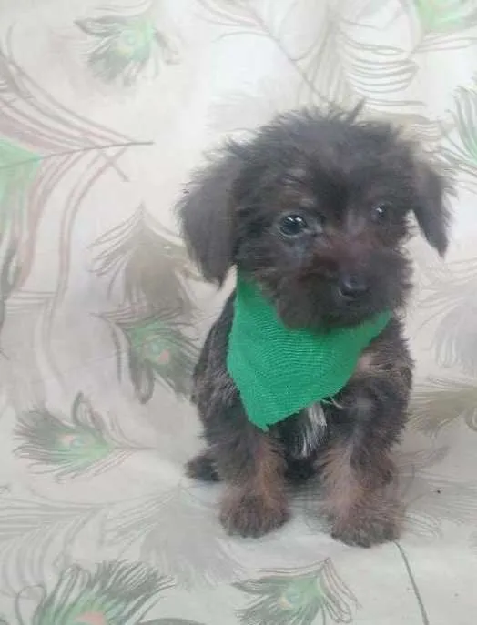 Cachorro raça SRD idade 2 a 6 meses nome Popeye