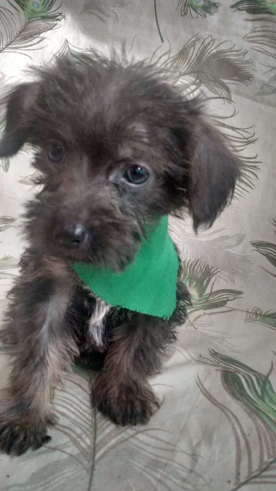 Cachorro raça SRD idade 2 a 6 meses nome Popeye