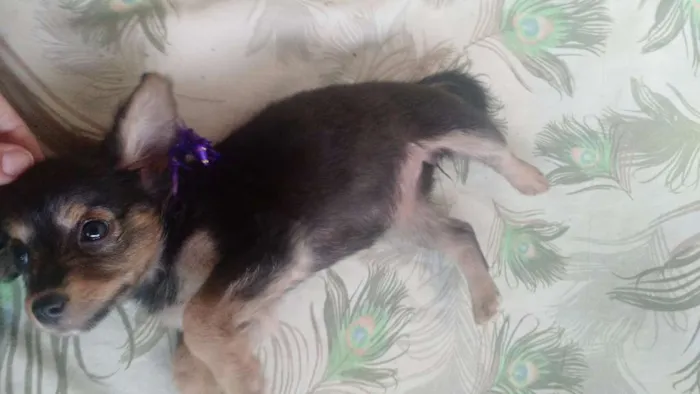 Cachorro raça SRD idade 2 a 6 meses nome Jasmine