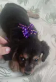 Jasmine