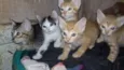 gatinhos