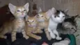 gatinhos