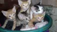 gatinhos